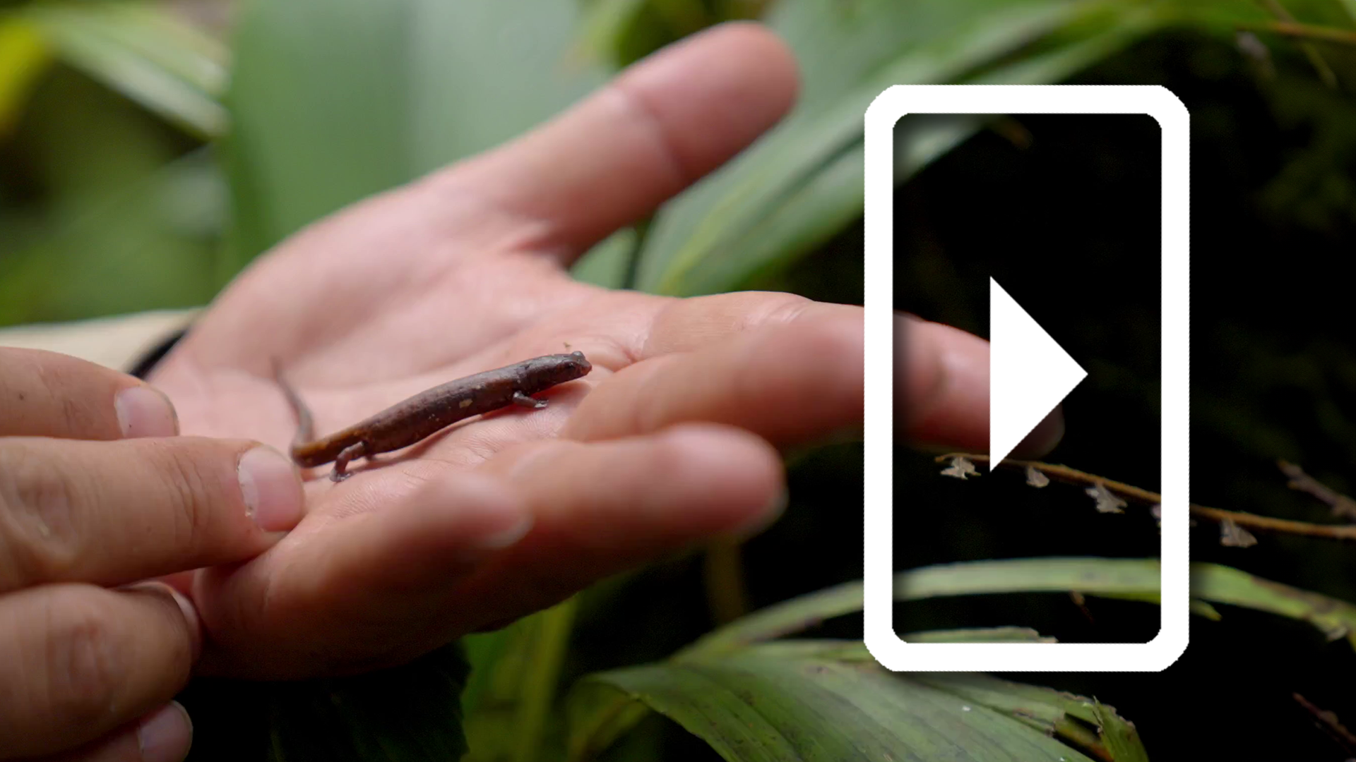 A Bioblitz in Ecuador