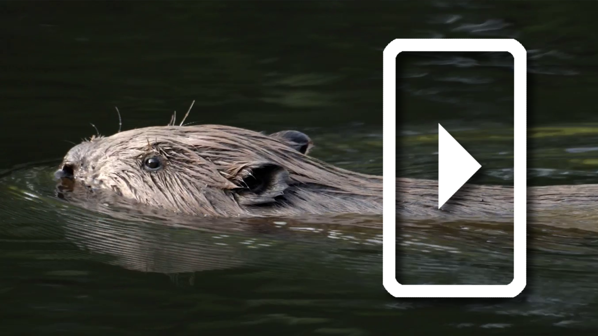 The Return of Britain’s Beavers