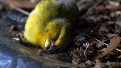 A yellow bird lying dead on the ground, which is covered in brown leaf litter.