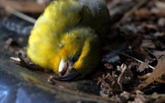 A yellow bird lying dead on the ground, which is covered in brown leaf litter.