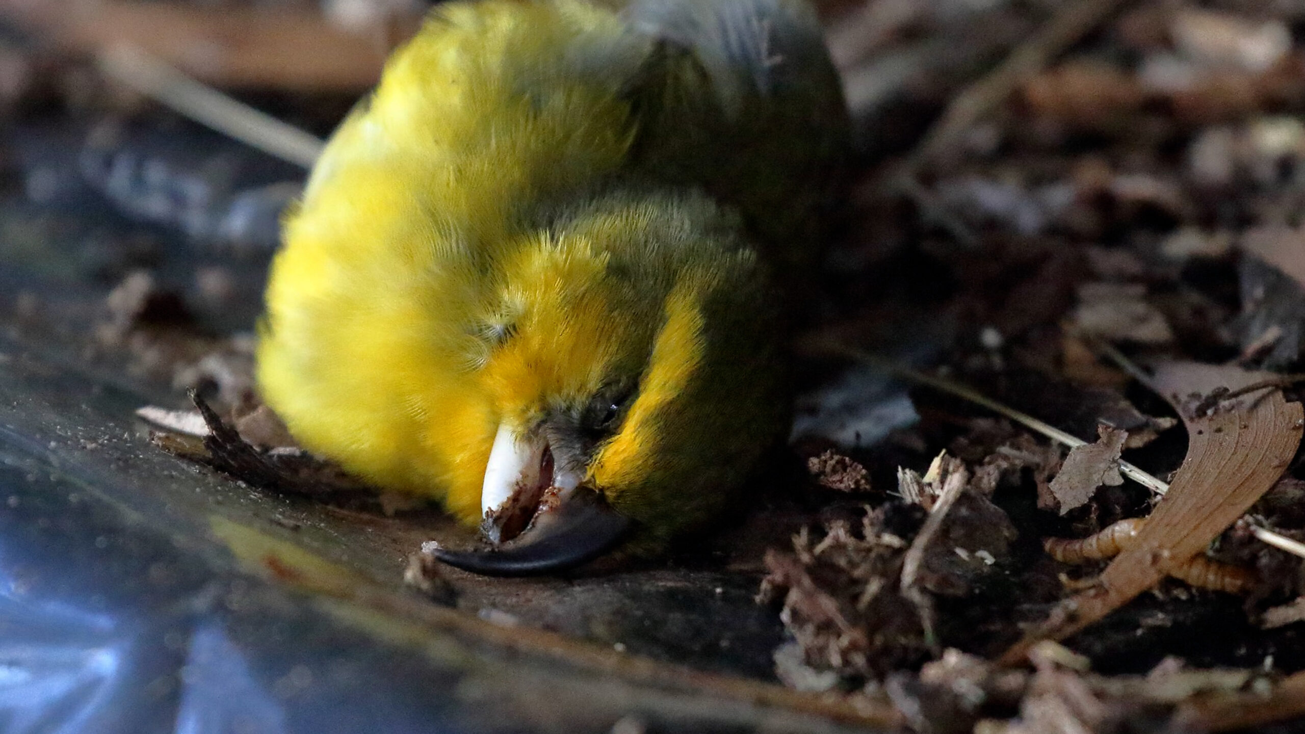 A yellow bird lying dead on the ground, which is covered in brown leaf litter.