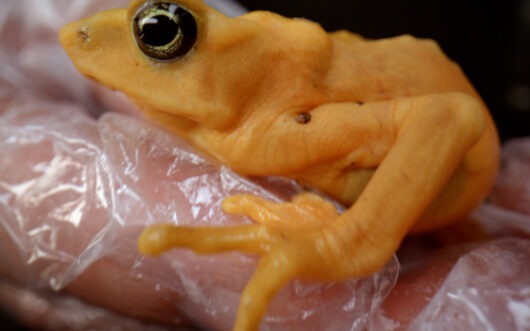 A golden frog on a gloved hand.