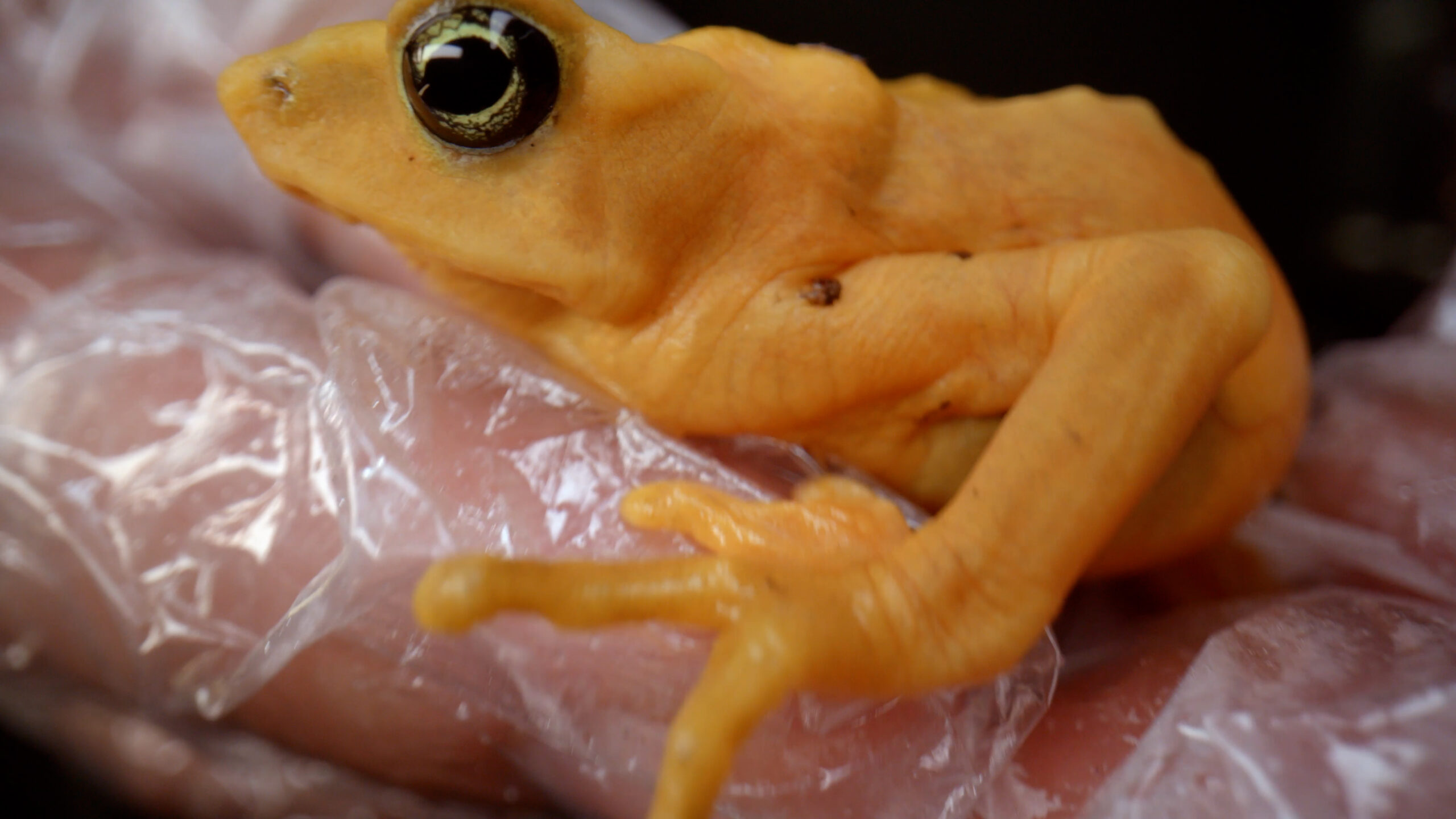 A golden frog on a gloved hand.