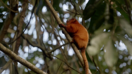 A golden lion tamarin clings to a branch, with other branches and leaves in the background.