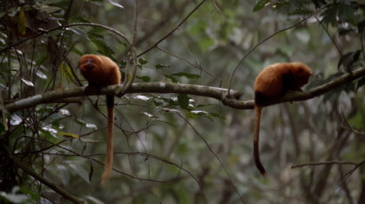 Two golden lion tamarins sit on a tree branch agains a green backgorund.
