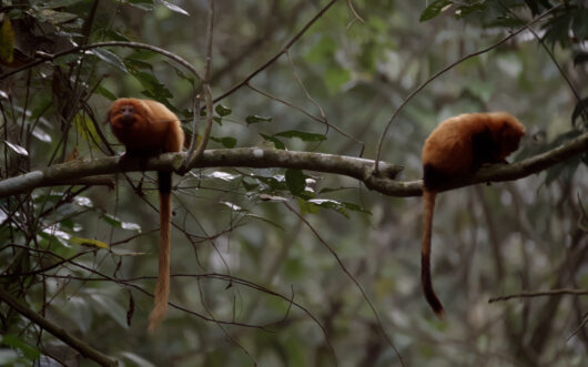 Two golden lion tamarins sit on a tree branch agains a green backgorund.