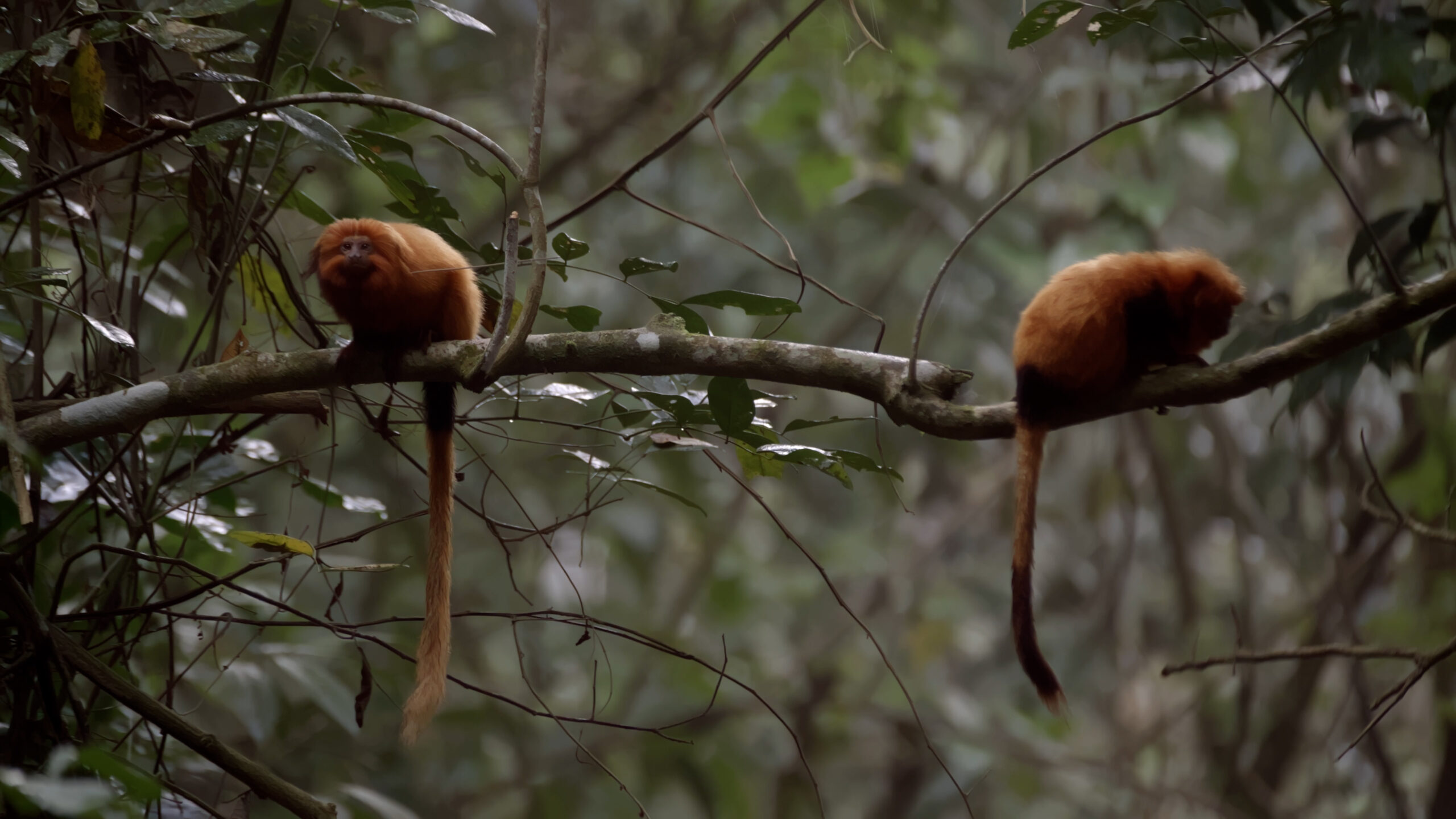 Two golden lion tamarins sit on a tree branch agains a green backgorund.