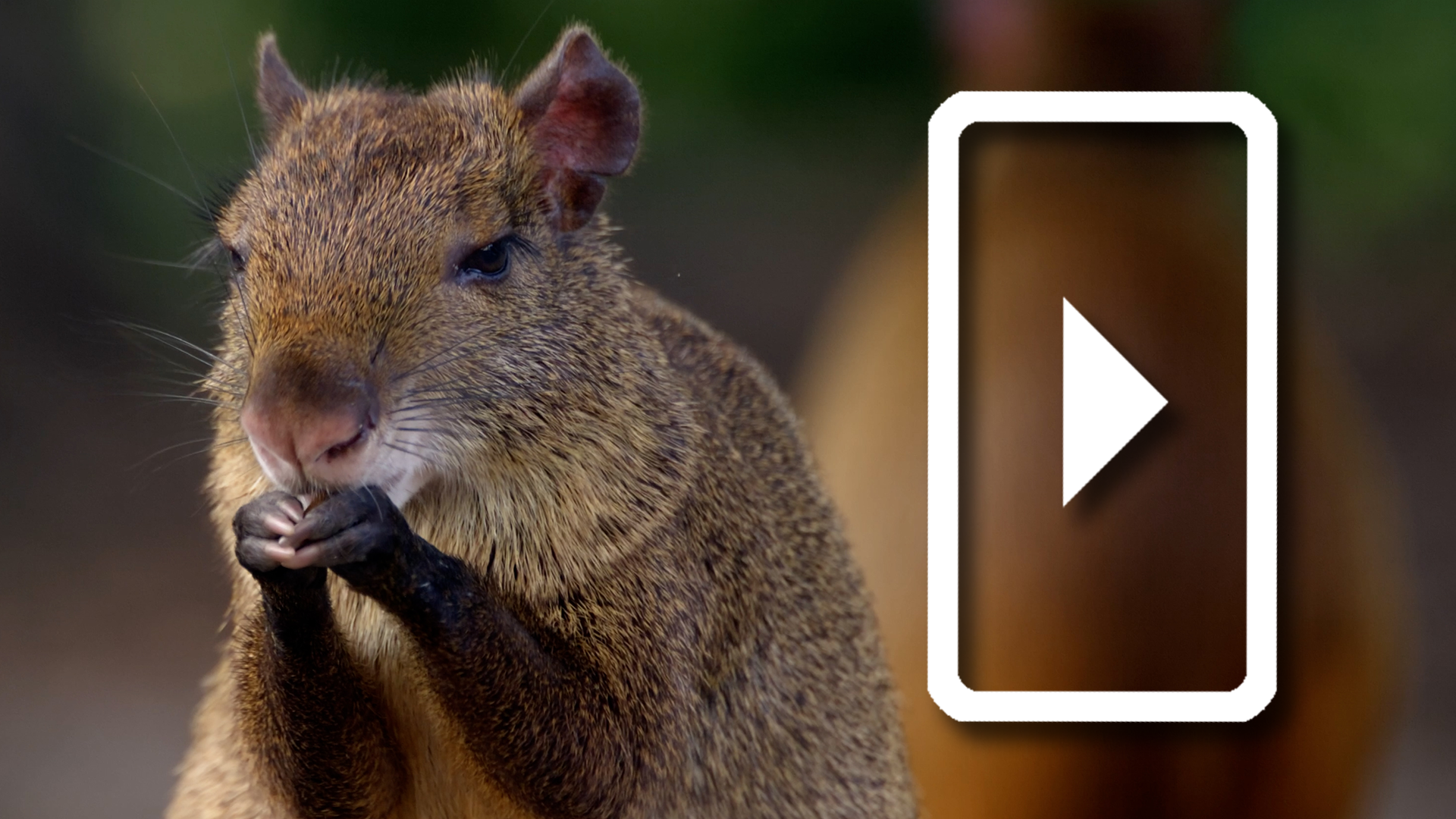 Meet the Agouti!