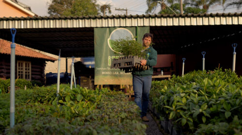 A man holds a box of saplings while standing in a plant nursery.
