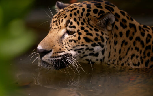 A jaguar swimming in the water.