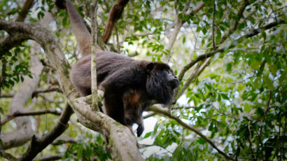 A monkey in a tree.