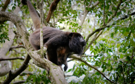 A monkey in a tree.