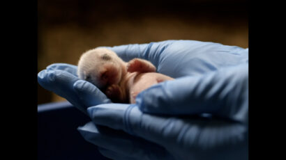 A gloved hand holds a baby black-footed ferret