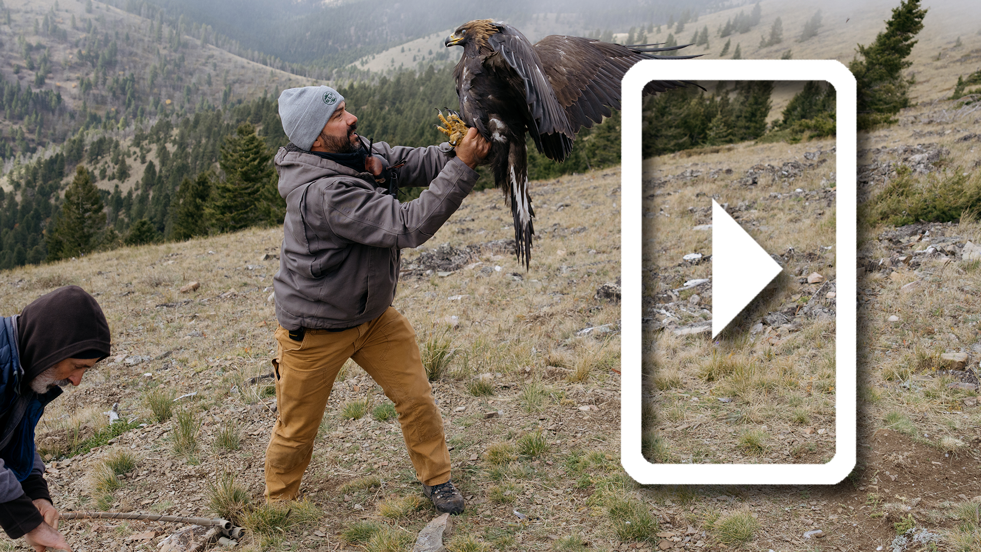 Lead Poisoning in Eagles