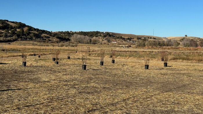 New plantings will support the Shoshone Nation's Bear River restoration efforts.