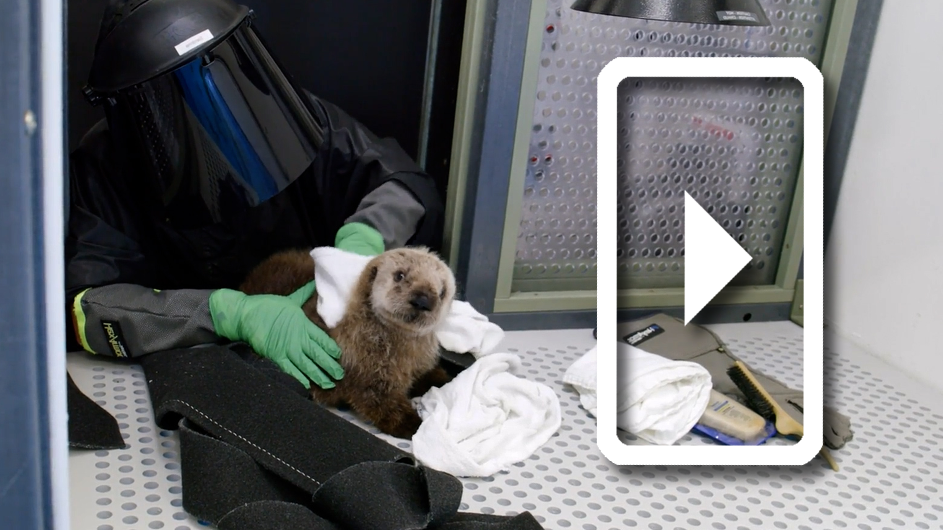 Monterey Bay Aquarium’s Otter Program