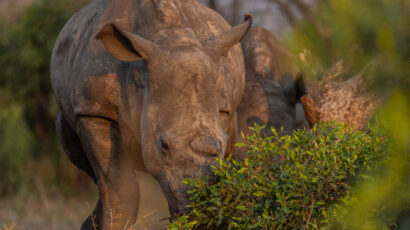 Rhino dehorning is a powerful tool to reduce rhino poaching.