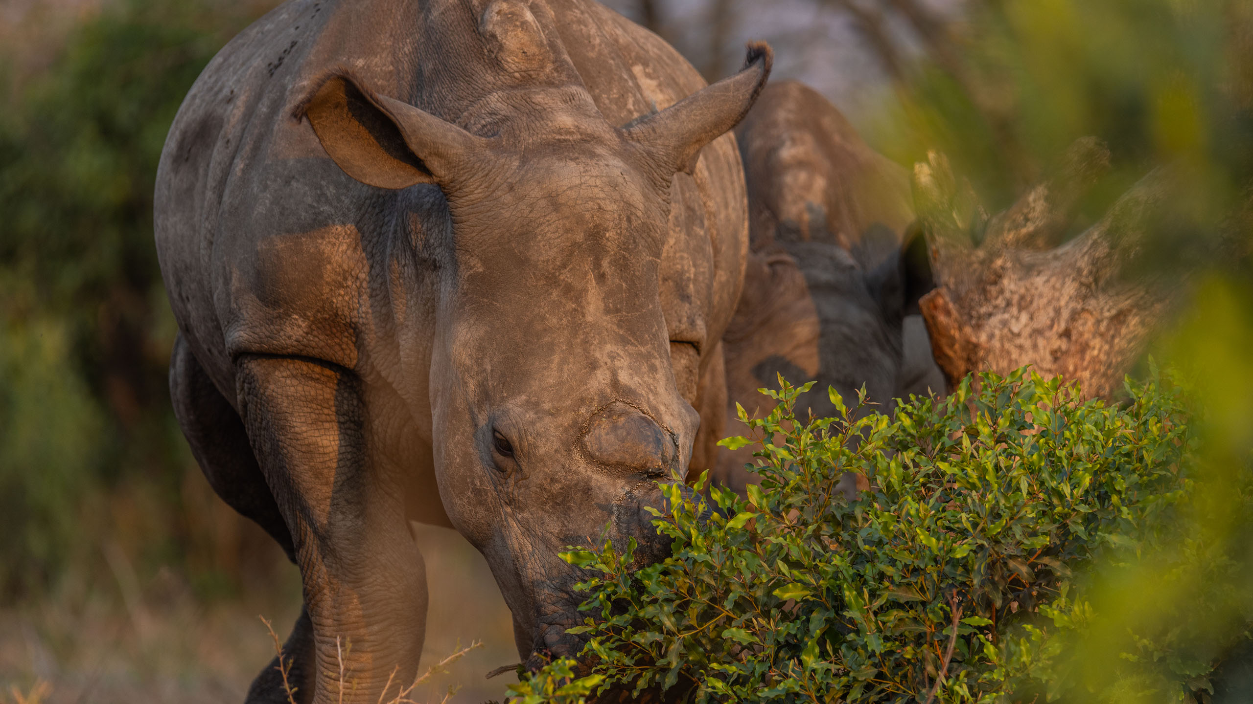 Rhino dehorning is a powerful tool to reduce rhino poaching.