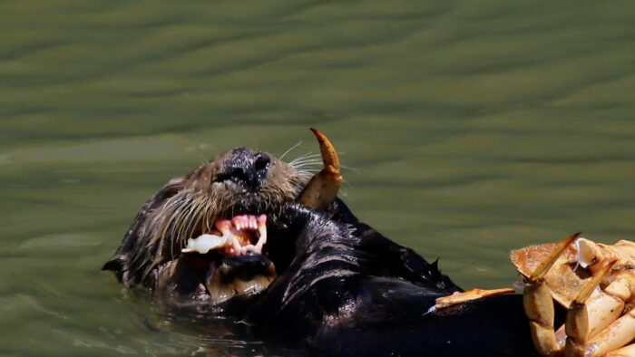 Sea otters eat so many crabs that the effects ripple down the entire food chain.