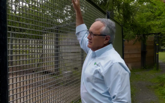 Pat Thomas stands at the bison enclosure at the Bronx Zoo.