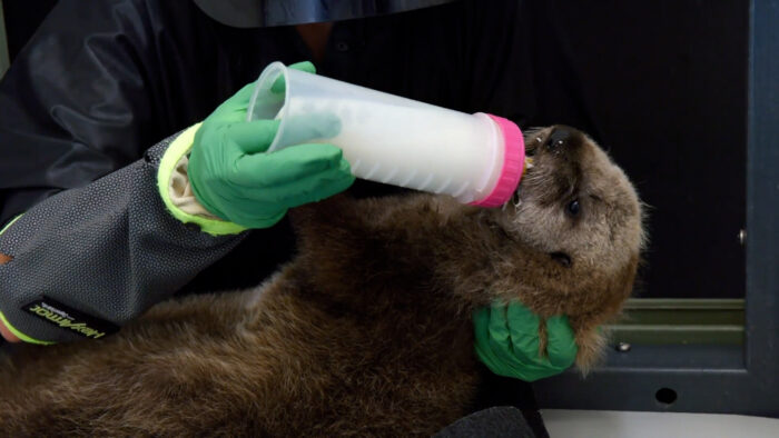 A wildlife rehabilitator nurses a baby sea otter back to health.