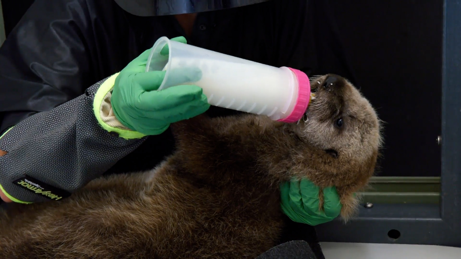 A wildlife rehabilitator nurses a baby sea otter back to health.