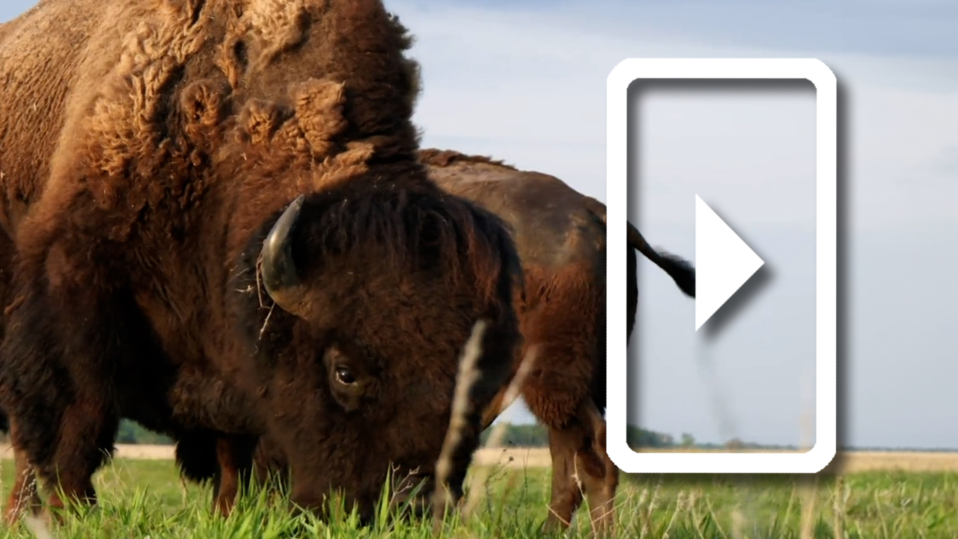 Kings of the Prairie