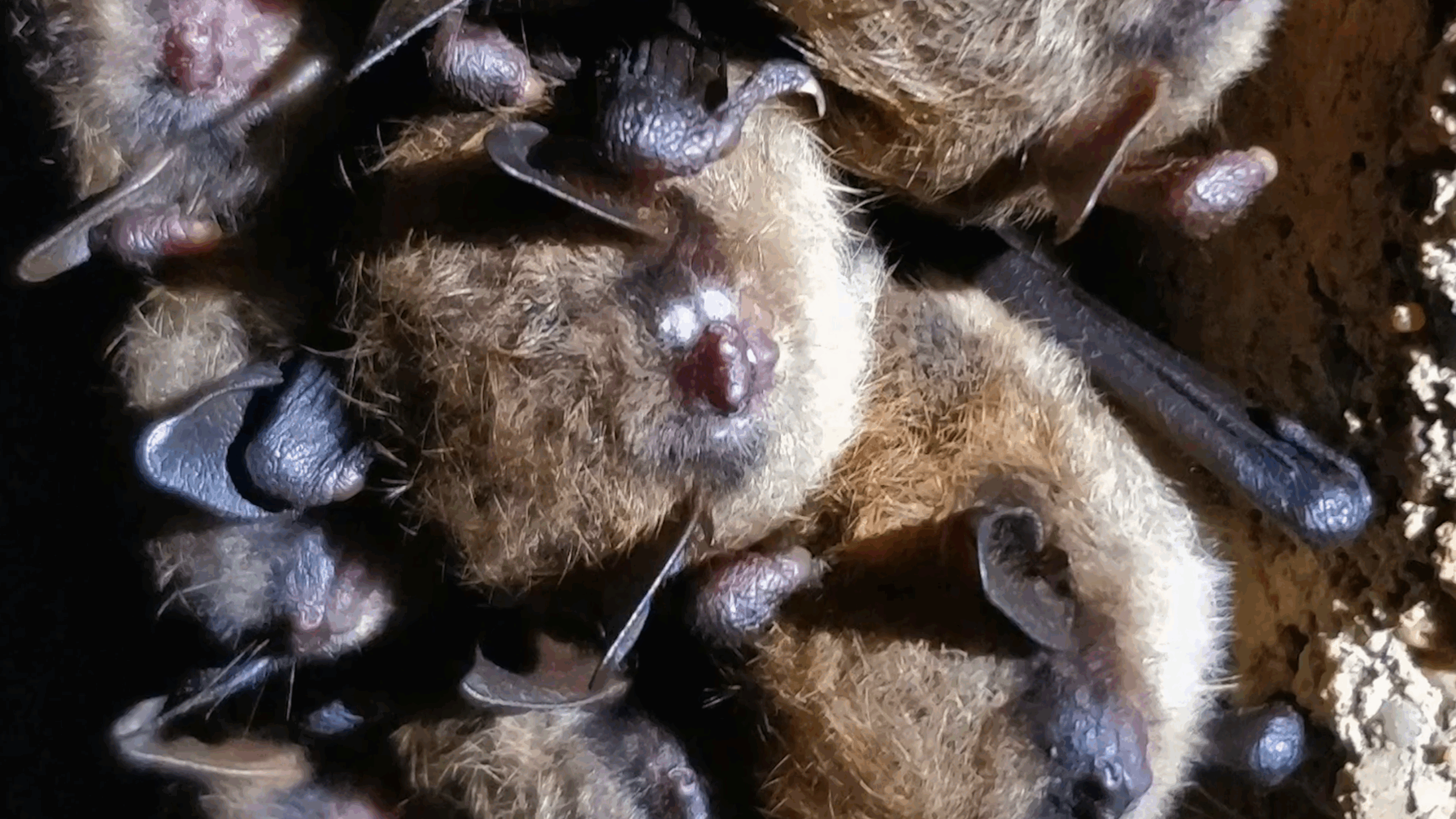 White-nose syndrome is a deadly fungal infection affecting bats in North America.