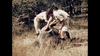 Operation Rhino in action