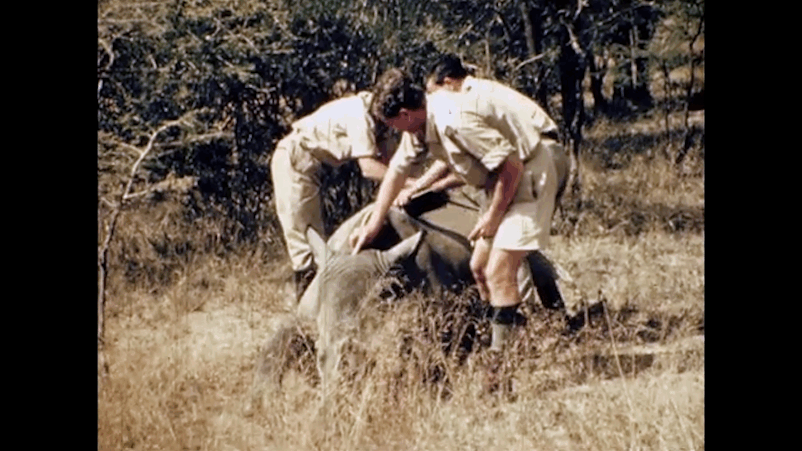 Operation Rhino in action