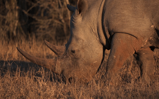 Southern white rhino in profile, showings its horns, which are highly sought on the black market.
