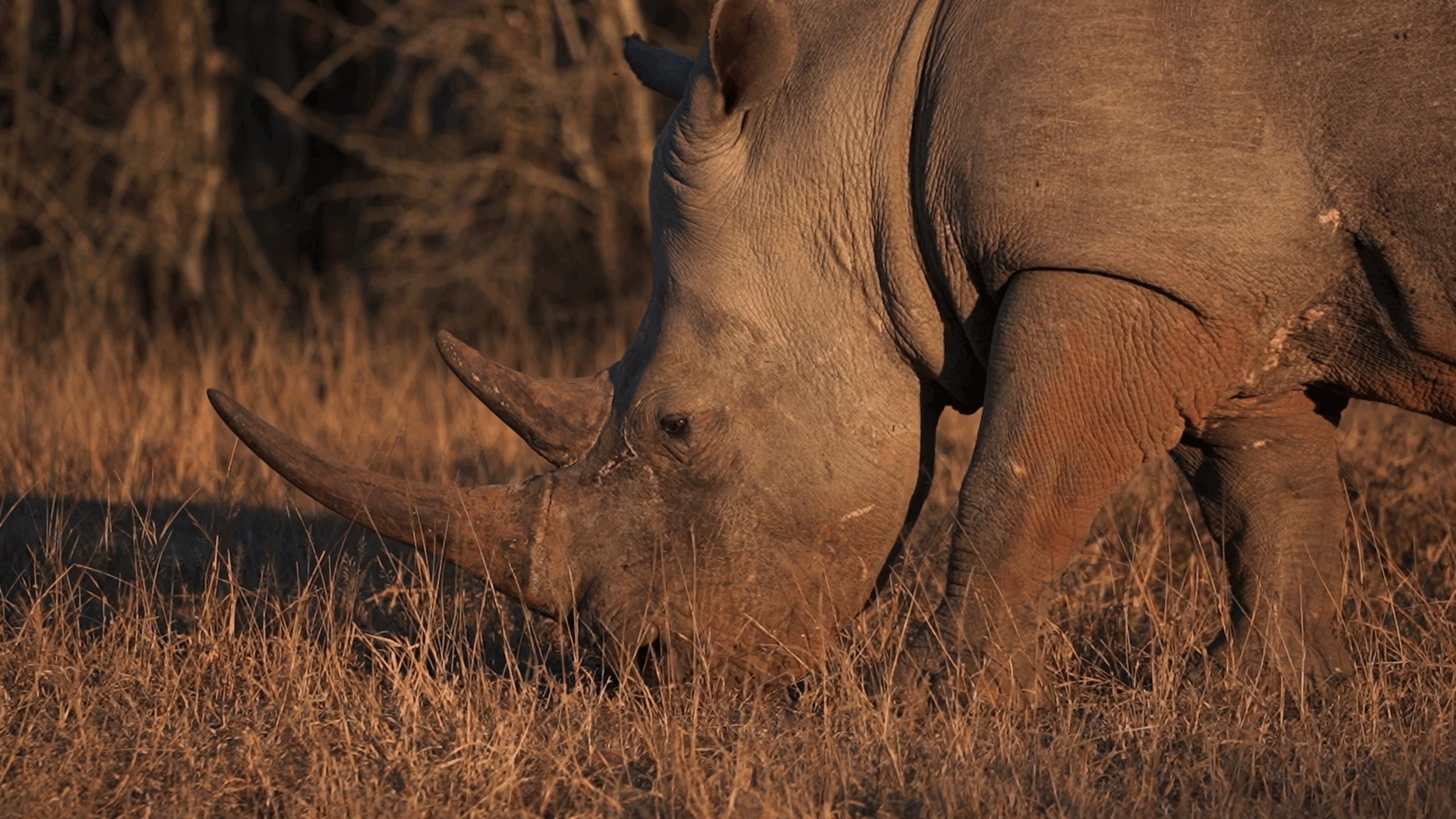 Southern white rhino in profile, showings its horns, which are highly sought on the black market.