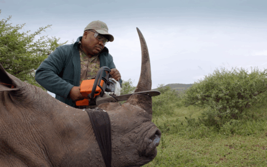 A wildlife professional at a park in South Africa carefully dehorns a sedated rhino.