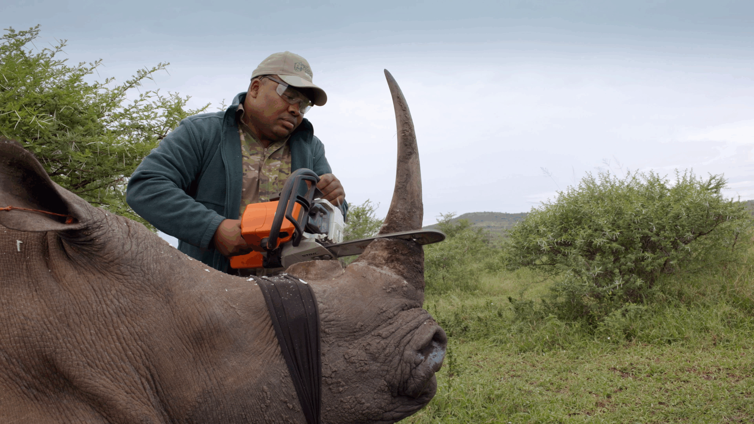 A wildlife professional at a park in South Africa carefully dehorns a sedated rhino.
